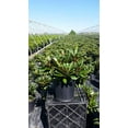 thumbnail image 6 of Mardi Gras Rhododendron, 6 of 6