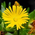 thumbnail image 2 of Ice Plant Delosperma Ice Plant Yellow Drought Tolerant Ground Cover Plant Seeds - 200 Seeds, 2 of 5