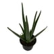 thumbnail image 1 of planta aloe vera 5 pg, 1 of 5