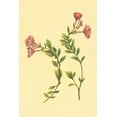 thumbnail image 2 of PI Collection 13x18 White Modern Wood Framed Museum Art Print Titled - Epilobium Rigidum, 2 of 4