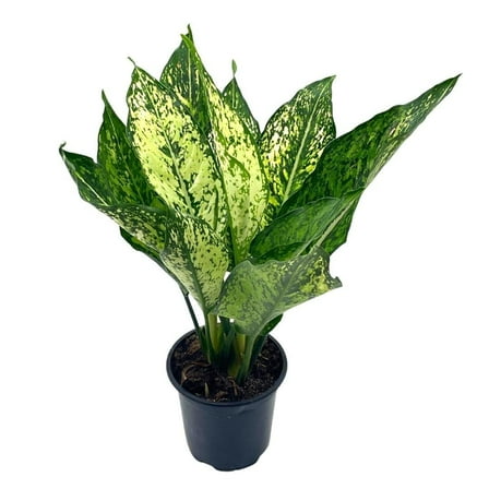 Aglaonema Snow White, 4 inch