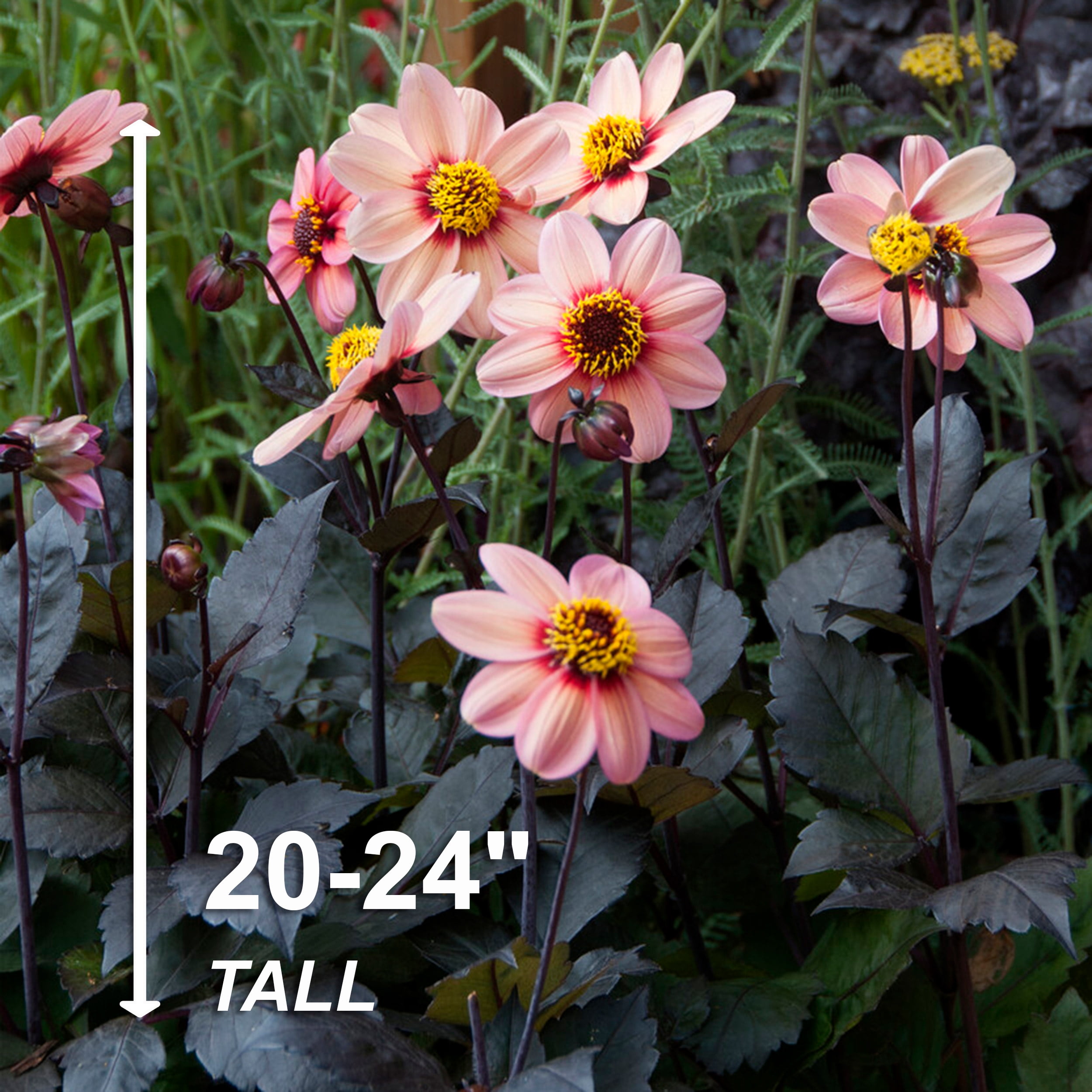 Garden State Bulb HS Kiss Single Pink Dahlia Flower Bulbs
