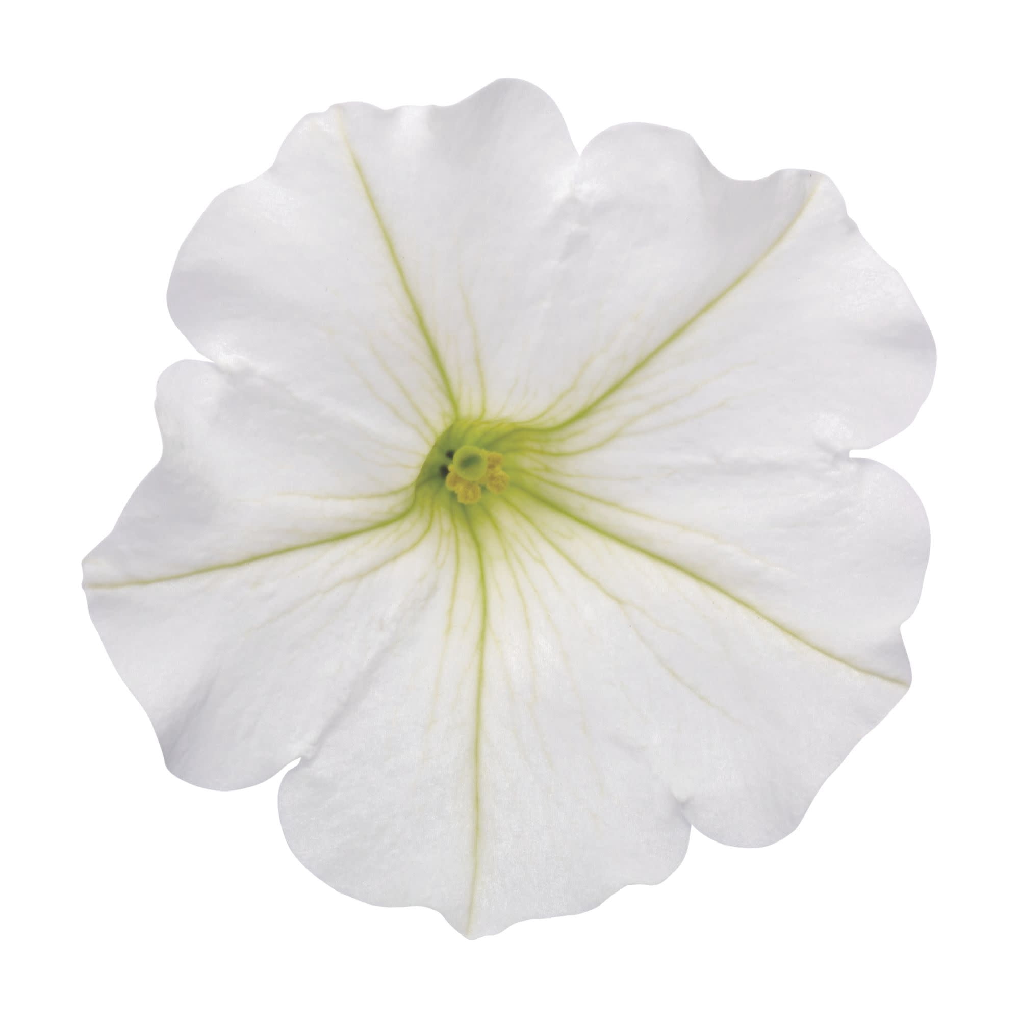 Proven Winners 4" White Supertunia Vista Snowdrift Petunia Live Plant in 4.25" Pot (4 Count)
