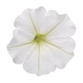thumbnail image 6 of Proven Winners 8" White Supertunia Vista Snowdrift Petunia Live Plant in 6.5" Pot, 6 of 8