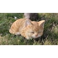 thumbnail image 1 of Hi- Line Gift 87699-A Kitten Sleeping Orange Tabby Cat Statue, 1 of 2