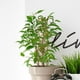 thumbnail image 2 of Enrejado de plantas Zulema DIY enrejado de escalada jardín macetas soporte para macetas Oro 40cm, 2 of 5