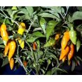 thumbnail image 3 of Datil Pepper 4 Plants - Very Hot. Distinctive Taste, 3 of 4
