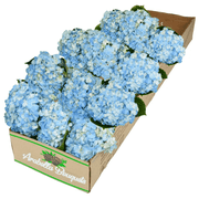 12 Blue Hydrangea by Arabella  Bouquets
