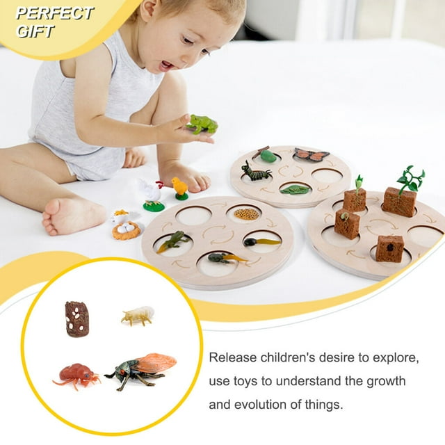 pitrice 1 Set Modèle de Ver de Bêche Matériel Plastique de Haute Qualité Significatif Figurines d'Insectes Modèles de Croissance Éducatifs Précoces pour le Projet Scolaire cicada type1