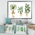 thumbnail image 3 of Designart 'Trio of House Plants Ficus Ponytail and Palm' Traditional Framed Art Print, 3 of 4