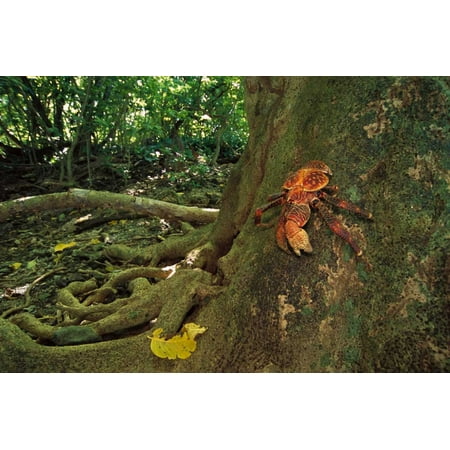 Coconut Crab scaling a Grand Devils-claws tree Poster Print by Tui De