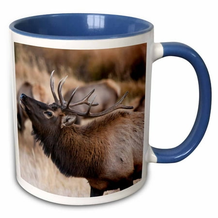 3dRose USA, Colorado, Estes Park, Rocky Mountain NP, Bull Elk or Wapiti - Two Tone Blue Mug,