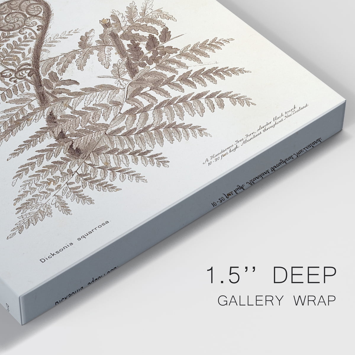 Sepia Fern Varieties I Premium Gallery Wrapped Canvas - Ready to Hang - 24 x 36 Each