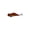 D, variant on Metal Fishing Spoon Lure with Glossy Finish for Bass, Trout, Walleye, Crappie, Pike(2 PCS)