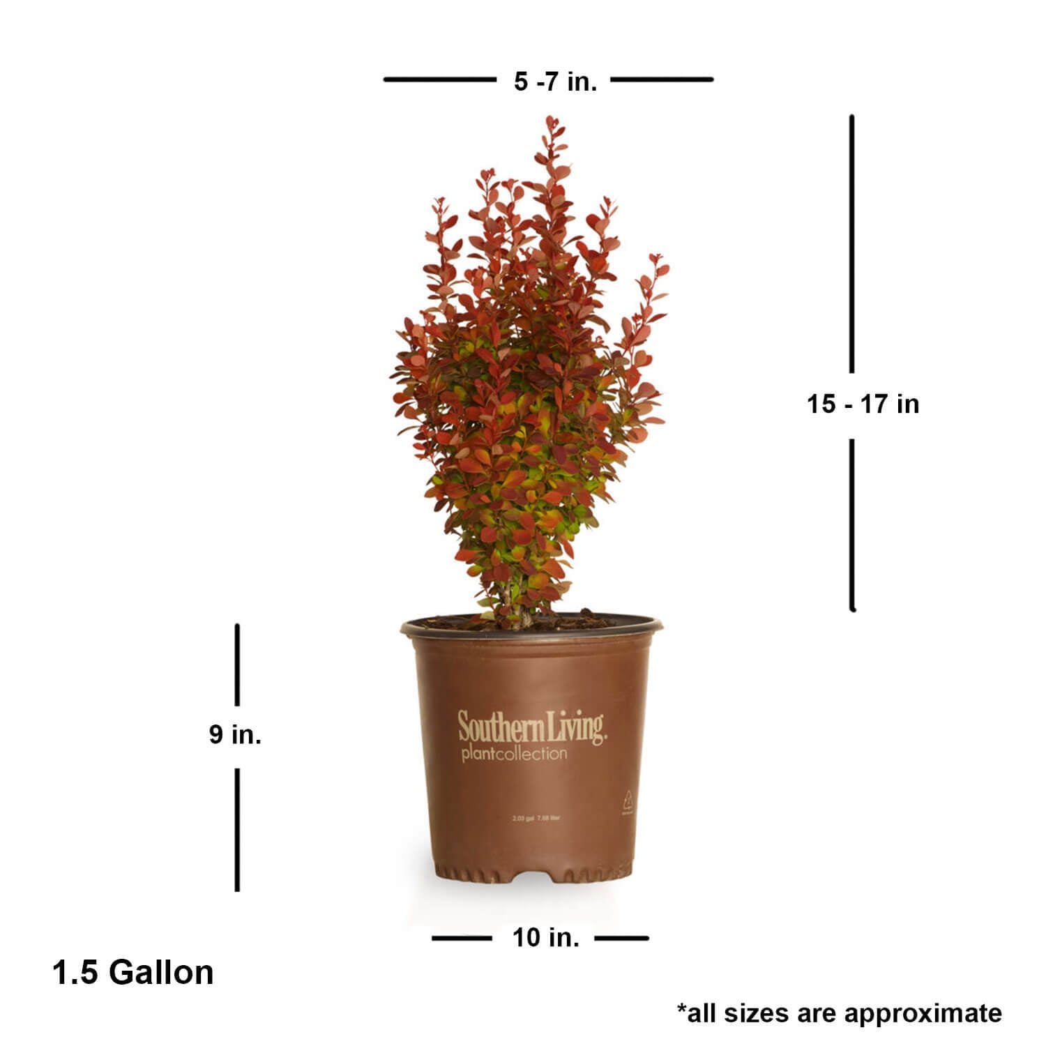 Southern Living Orange Rocket Barberry Live Shrub in 1.5-Gallon Grower Pot