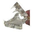 thumbnail image 3 of Transparent Teeth Anatomical Model Dental Animals Oral Tooth Jaw for Veterinary Educational Tool (C, 3 of 5
