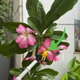 thumbnail image 6 of KCAHPAN Portable Rechargeable Pollinator For Flowers Fruits Faster Sprayer Ergonomic ABS Tool For Balcony Greenhouse Planting, 6 of 9