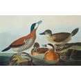 thumbnail image 2 of Audubon, John James 14x10 Black Ornate Wood Framed with Double Matting Museum Art Print Titled - Ruddy Duck, 2 of 4