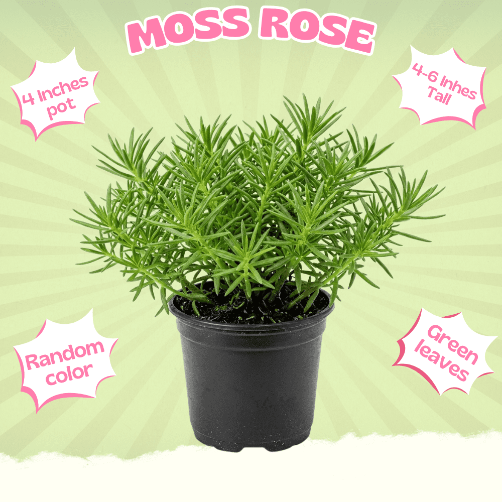 Moss Rose Live Plant, Moss Rose Portulaca Plants, Random Color Portulaca Flower in 4 Inch Pot, 4-6 Inches Tall, Easy Care Blooming Outdoor Plant