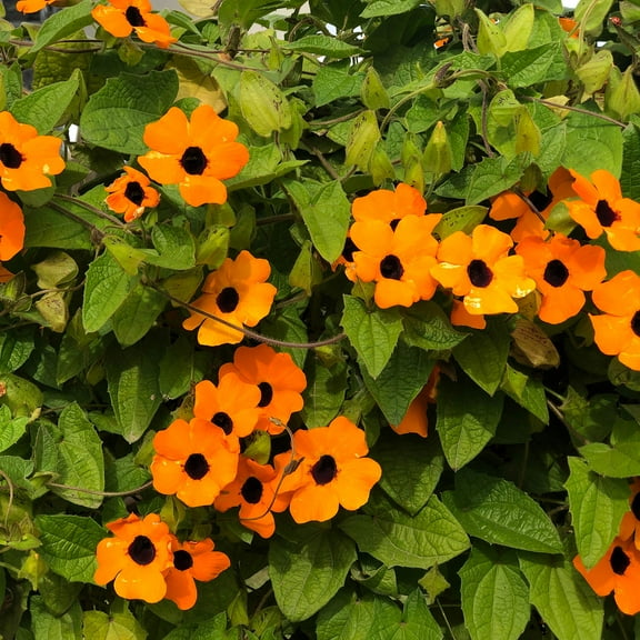 Outsidepride Sunrise Orange Thunbergia Black Eyed MVR1 Susan Seeds - Pcs Annual, Climbing Vine Flower Seeds for Planting Orange Blooms for Low Maintenance Gardens, Containers, Trellis & Fences