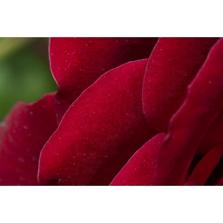 Red Floor Broom LAMINATED POSTER Macro Rose Blossom Flower Red Red Roses Bloom Poster Print 24 x 36 ()