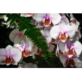 thumbnail image 2 of Hausenflock, Alan 32x23 Gold Ornate Wood Framed with Double Matting Museum Art Print Titled - Moth Orchids II, 2 of 4