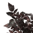 thumbnail image 4 of My Texas House Halloween Layered Foliage Arrangement in Vase, Plum, 20", 4 of 5