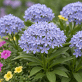 thumbnail image 4 of Amsonia ‘Blue Ice’ Plug Plant – Hardy Perennial Starter – Light Blue Star Flowers – Garden Ready Young Plant (2), 4 of 5