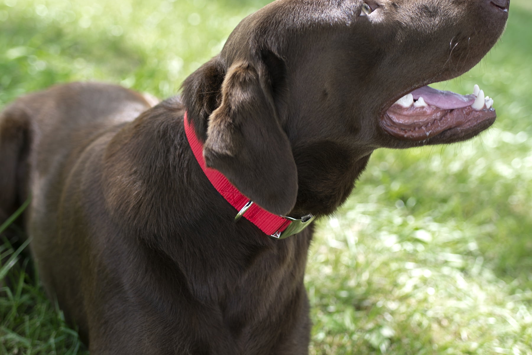 Country Brook Petz® Premium Nylon Dog Collar and Leash - Bright Red, Medium