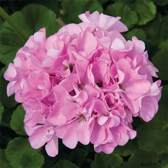 Maverick Series Geranium Quicksilver ~10 Seeds – Pelargonium x hortorum – Non-GMO, Annual – Compact 12-18" Plants – 4-6" Blooms – For Containers, Borders & Flower Beds – 91-105 Days