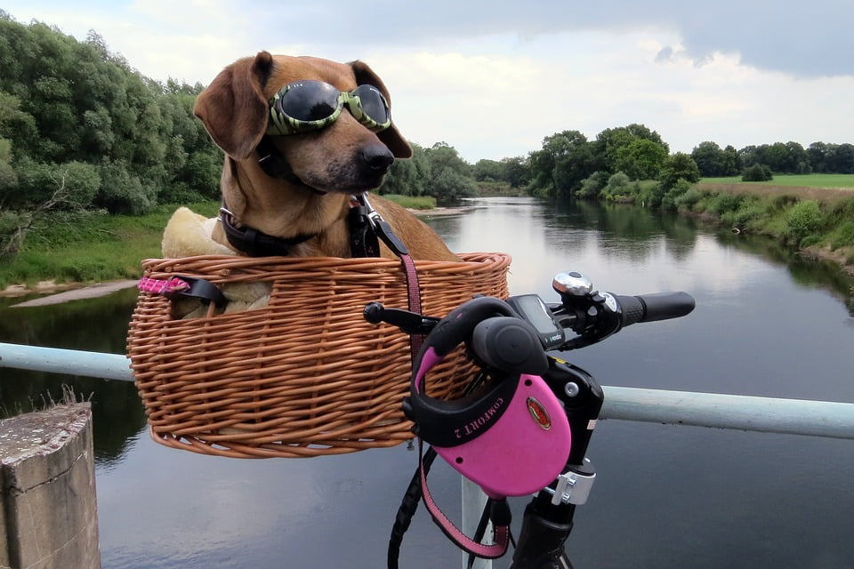 dog bike leash walmart