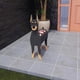 thumbnail image 4 of Cute Dog Planter Plant Pot,animal Flower Planter Pot For Garden Decors Hot, 4 of 5