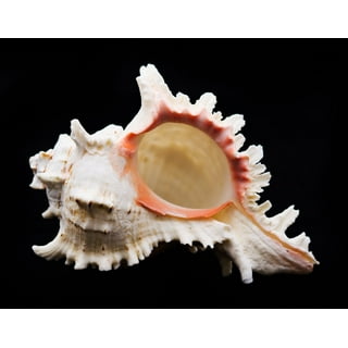 XROMTBEM 3-7 Natural Conch Shells Normal / Large Seashells for Beach  Theme Party Home Decorations DIY Crafts Fish Tank Ornament