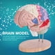 thumbnail image 4 of 1:2 Modelo anatómico médico del cerebro humano Nervio de la corteza cerebral 4 partes, 4 of 13