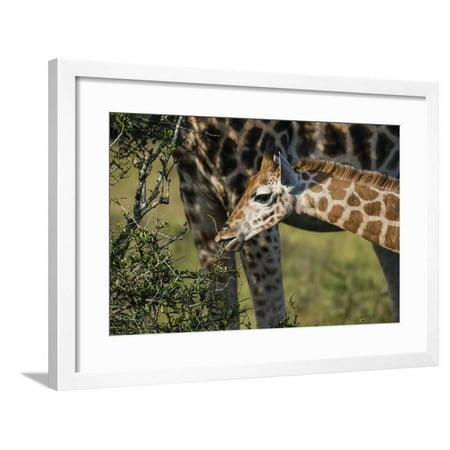 Kenya Nairobi  Langata Hog Ranch Framed Print Wall Art  