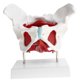 thumbnail image 5 of Modelo de Pelvis Femenina con Ligamentos, Músculos Y órganos | Modelo de de Pelvis | Modelos Anatómicos, 5 of 9
