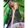 thumbnail image 3 of Praying Mantis 10 Egg Cases 1,000 - 4,000 Babies +Hirt's Hatching Habitat, 3 of 4