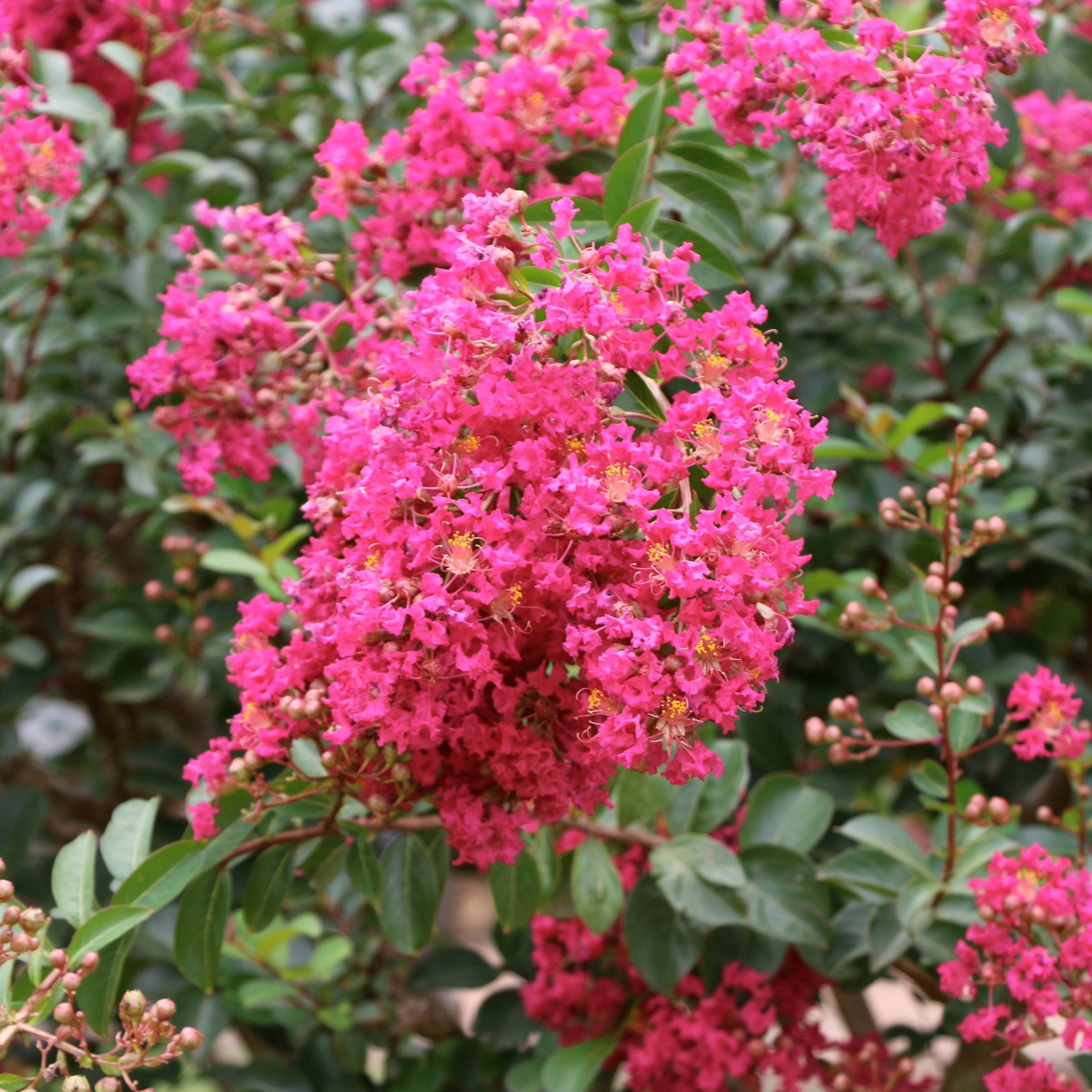 National Plant Network 3 gal Crape Myrtle Miami Live Shrub with Pink Flowers Full Sun
