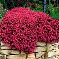 thumbnail image 4 of Outsidepride 2000 Aubrieta Hybrida Superbissima Cascade Red Plant Seeds, Easy to Grow, 4 of 8