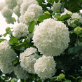 thumbnail image 6 of Chinese Snowball Viburnum Live Shrubs, Large White Blooms, 6 of 6