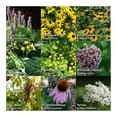 thumbnail image 2 of Over 3,000 Ethically Sourced Wildflower Seeds in 9 packets including Milkweed, Black Eyed Susan, and Poke Berries – Pollinator Heirloom Garden Seed Kit – Flowers that Attract Birds, Bees, & Butterfly, 2 of 3