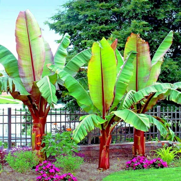 CZ Grain Abyssinian Banana 5 Ensete ventricosum Plant Seeds