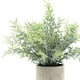 thumbnail image 5 of Planta Artificial BLESIY en Maceta 2x, 5 of 8