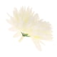 thumbnail image 5 of 10 Pedazos Flor Pompones de Tela Artificiales Decoración Crema, 5 of 7