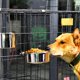 thumbnail image 5 of Cuenco de agua para jaula de perrera, cuencos de acero inoxidable con cierre rápido para perro y gato, 5 of 5