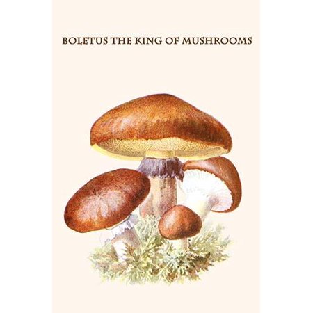 boletus the king of mushrooms-Fine Art Canvas Print (20" x 30")