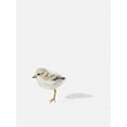 thumbnail image 2 of Straatsma, Leah 19x24 Black Ornate Wood Framed with Double Matting Museum Art Print Titled - Baby Shorebird, 2 of 4