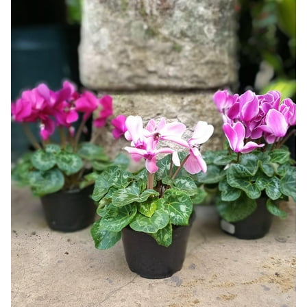 RedCrocus Cyclamen Assorted-Charming flowering plant for indoor decor  4" Pot (Pack of 4)