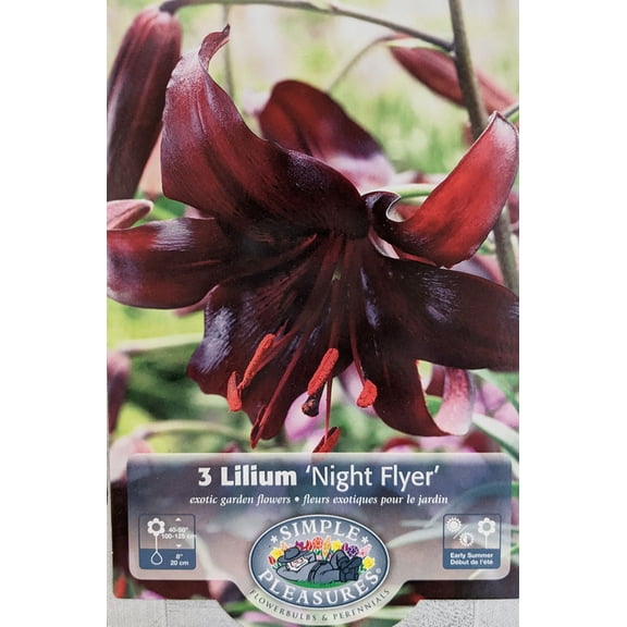 Night Flyer Tiger Lily 3 Bulbs 14/16 cm - Black/Red
