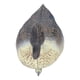 thumbnail image 3 of Pato de plástico de simulación realista, señuelo de caza para jardín, 34,5 x 13 cm, 3 of 14